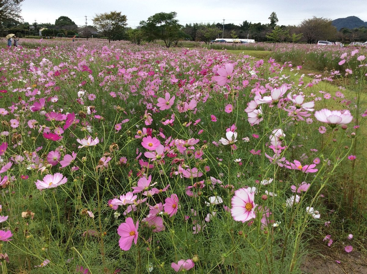 🌸 킨류 공원 - 킨류산 휴식 광장(킨류 코엔 - 킨류산 이코이노 히로바) 이미지 8